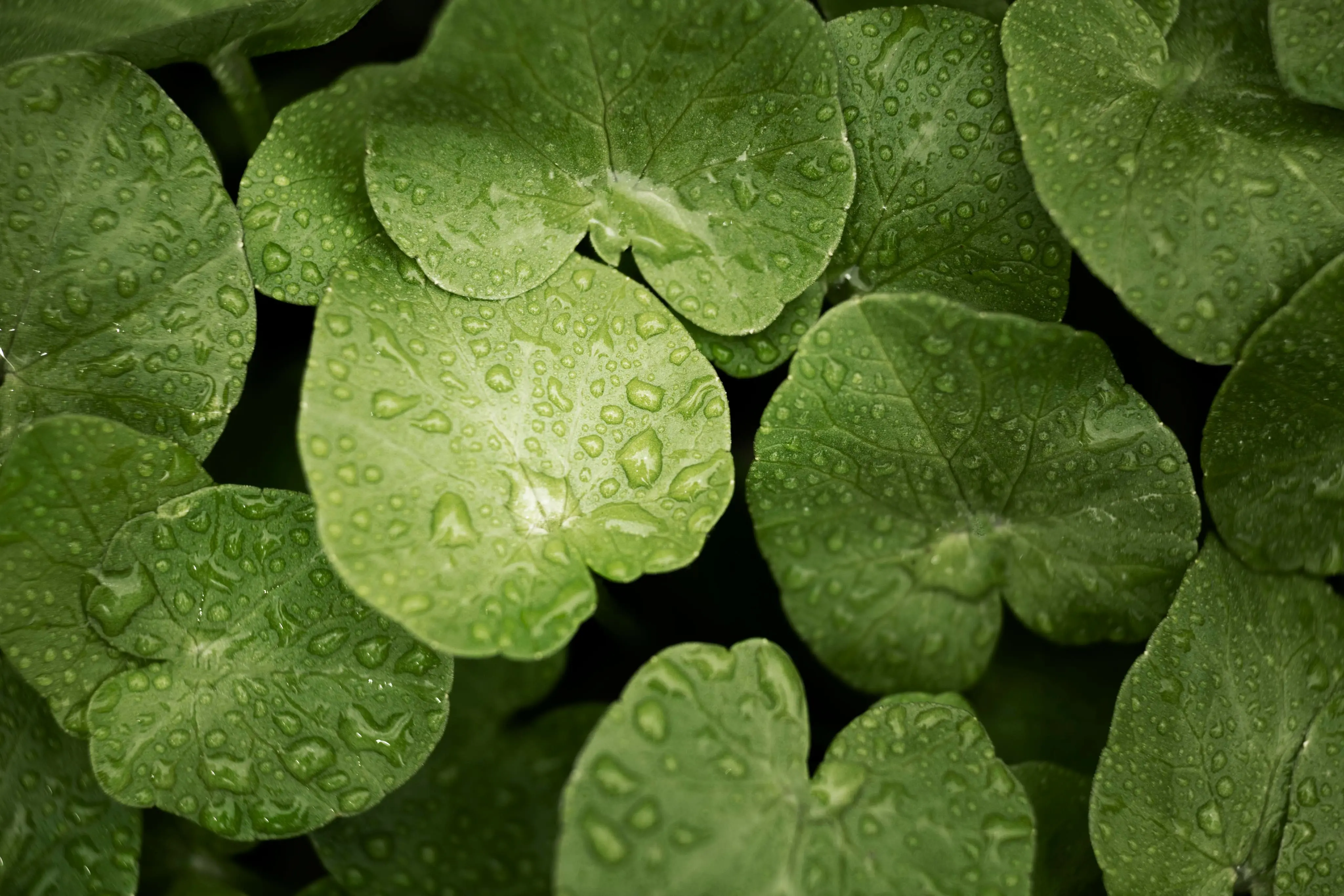 Ginkgo Biloba