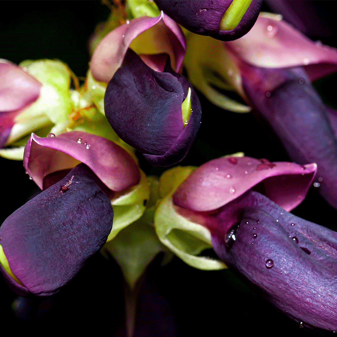 Velvet Bean (L-Dopa)